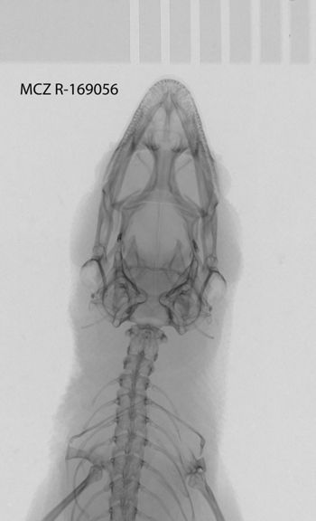 Media type: image;   Herpetology R-169056